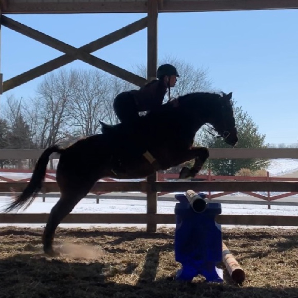 ISO ANYTHING HORSES!!!